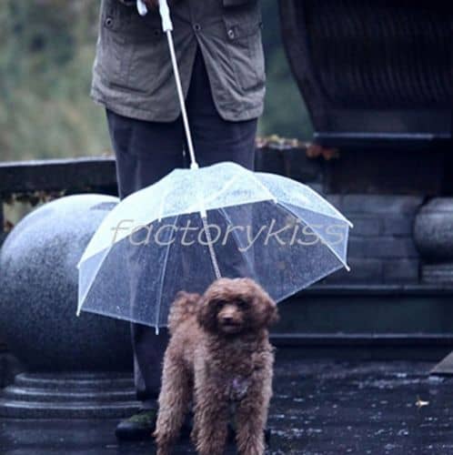 Der Regenschirm für den Hund? Der Regenschirm für Carlos?