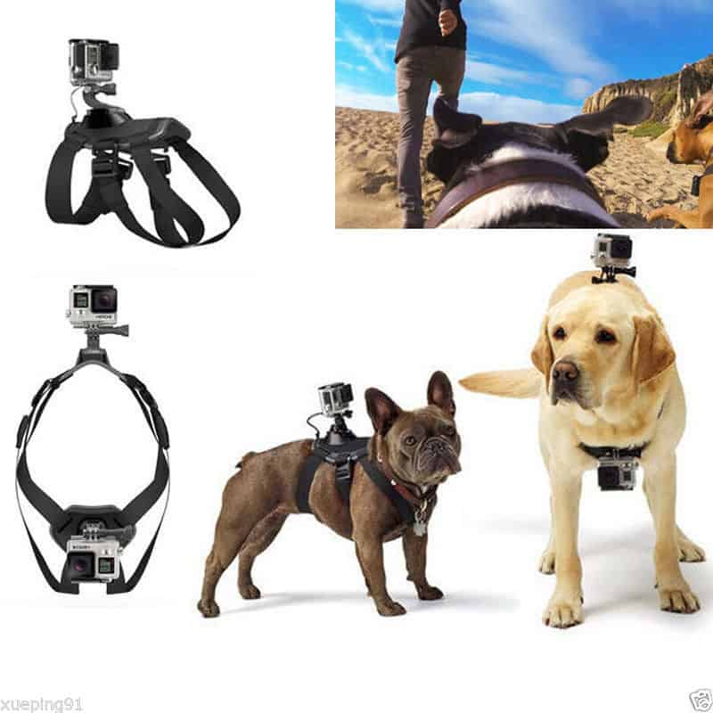 ActionCamGeschirr für den Hund! Gadgetwelt.de