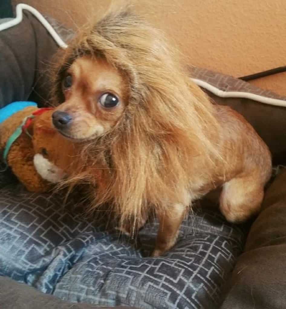 Löwe Chihuahua